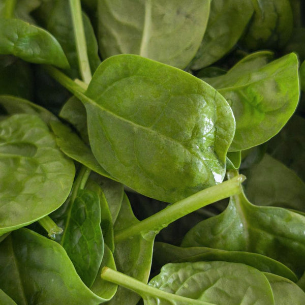 Drink Greens Juice everyday for reduced bloating and better immune system